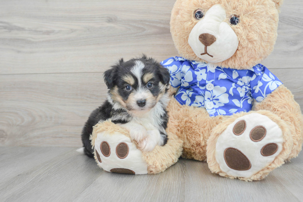 Best Aussiechon Baby