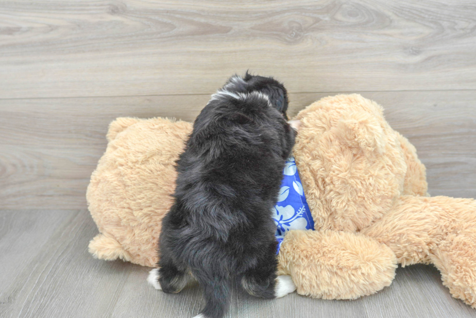 Aussiechon Pup Being Cute