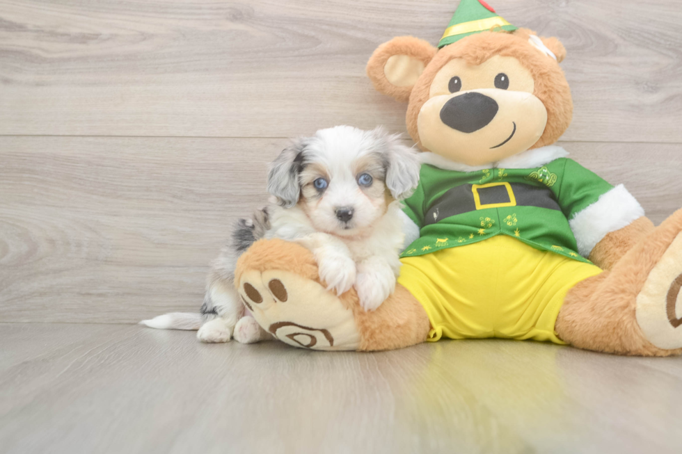 Little Aussie Bichon Designer Puppy