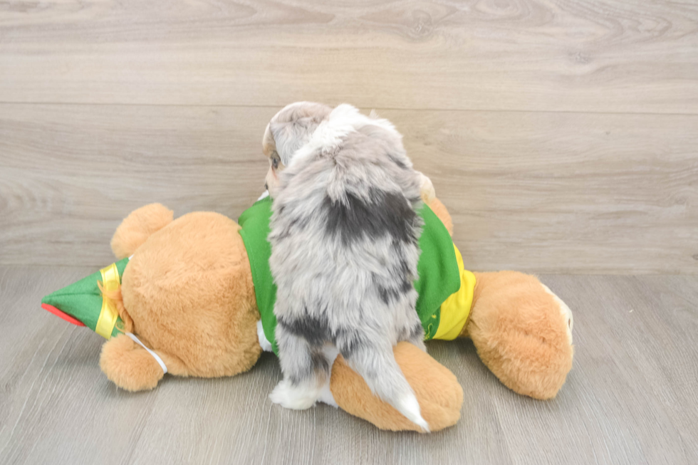 Petite Aussiechon Designer Pup