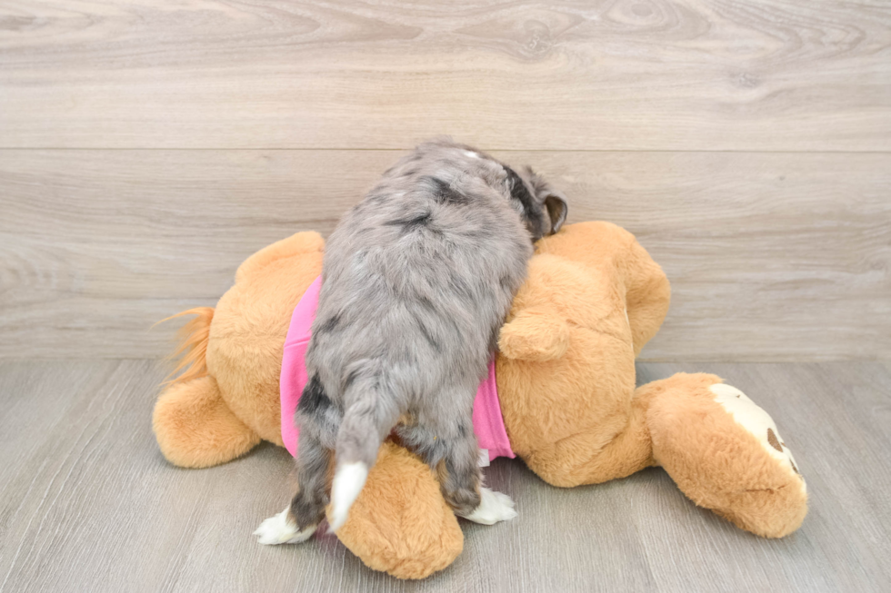 Friendly Aussiechon Baby
