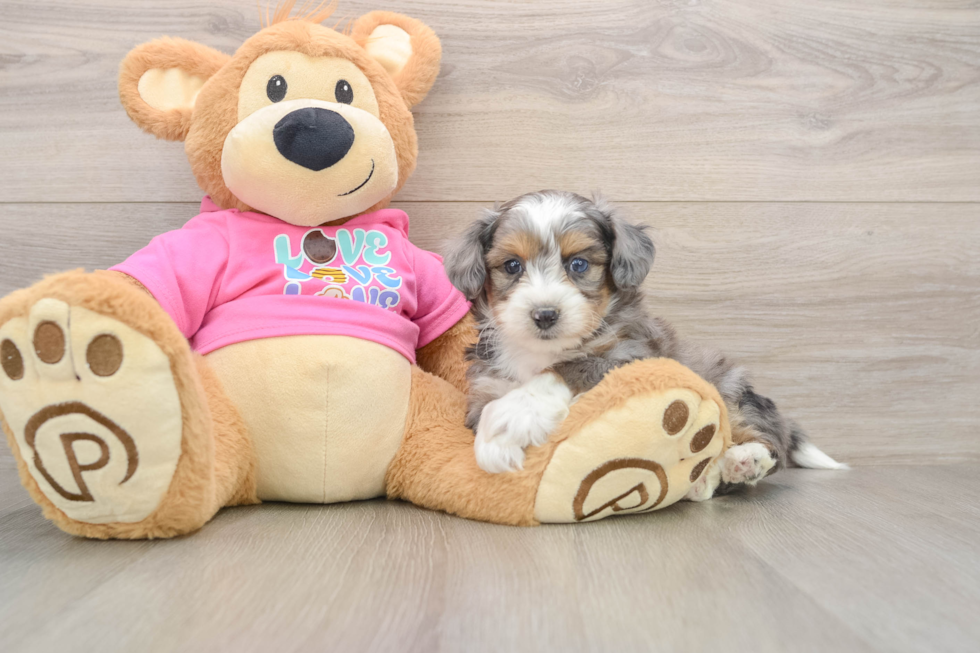 Sweet Aussiechon Baby