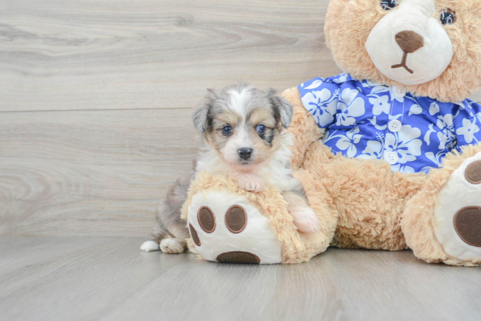 Best Aussiechon Baby