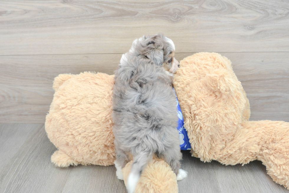 Small Aussiechon Baby