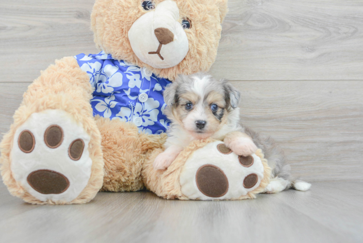 Sweet Aussiechon Baby