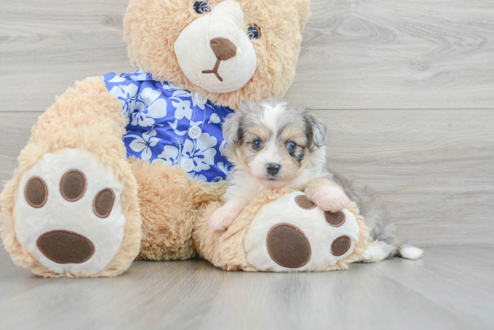 Sweet Aussiechon Baby