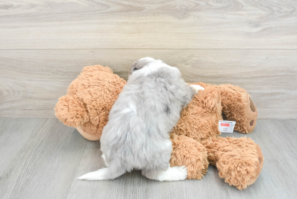 Playful Australian Designer Puppy