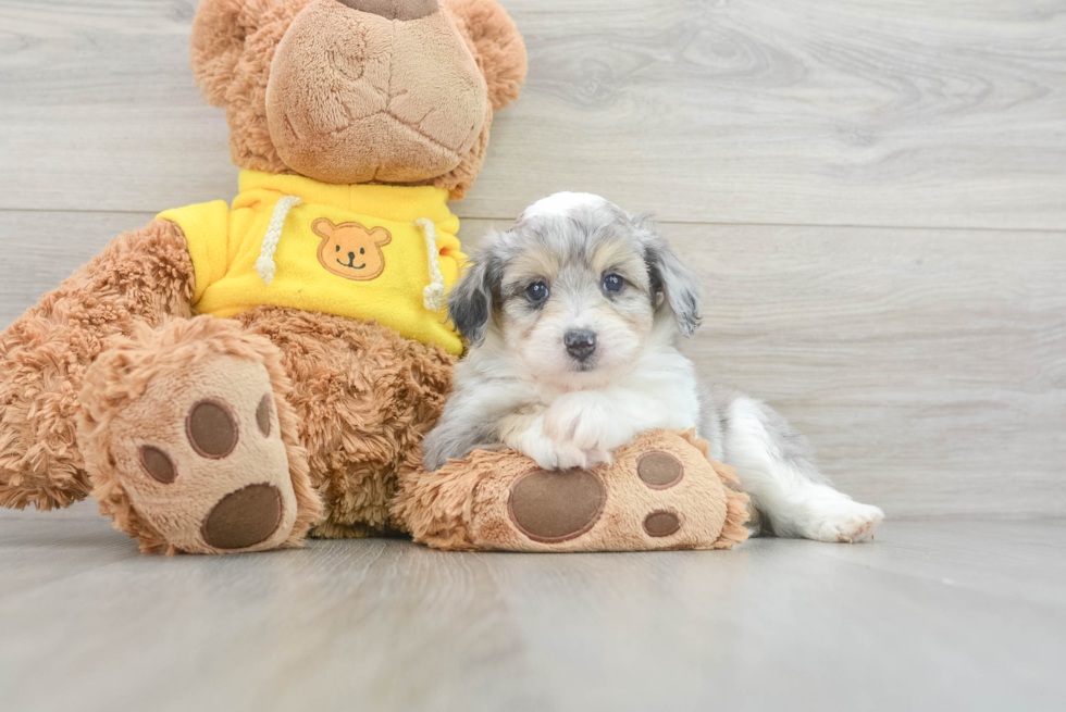 Aussiechon Puppy for Adoption