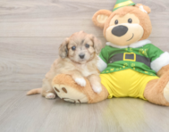 6 week old Aussiechon Puppy For Sale - Premier Pups