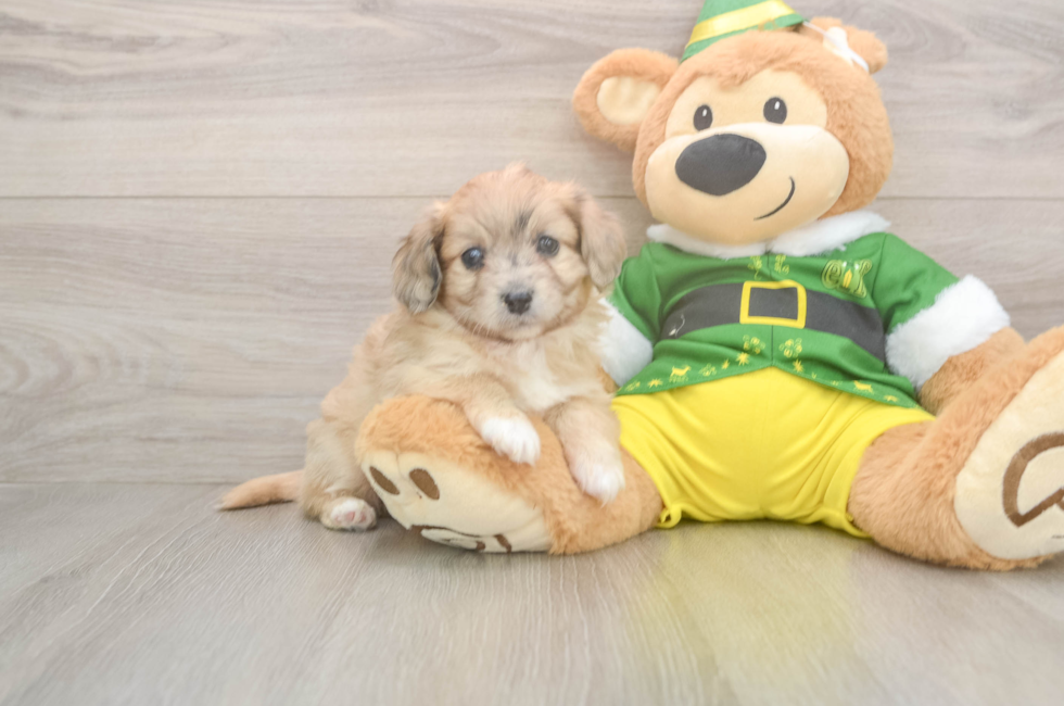 5 week old Aussiechon Puppy For Sale - Premier Pups