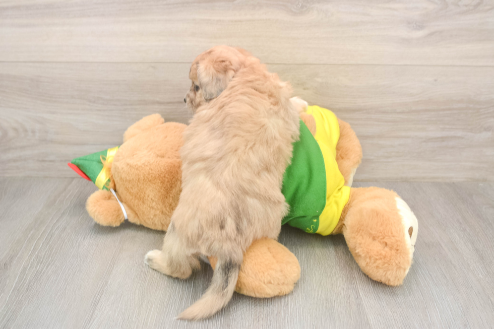 Friendly Aussiechon Baby