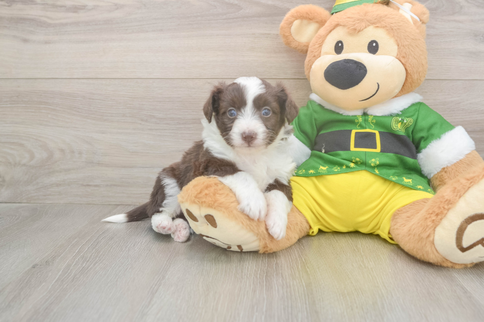 Funny Aussiechon Designer Pup