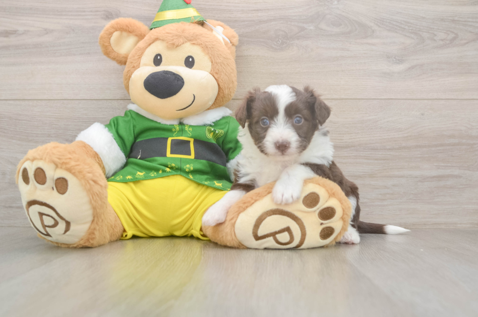 5 week old Aussiechon Puppy For Sale - Premier Pups