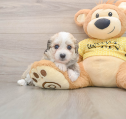 6 week old Aussiechon Puppy For Sale - Premier Pups