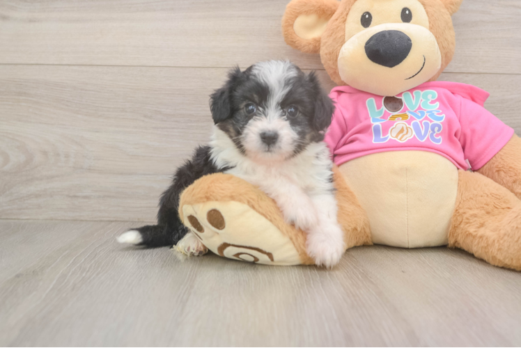 Aussiechon Pup Being Cute