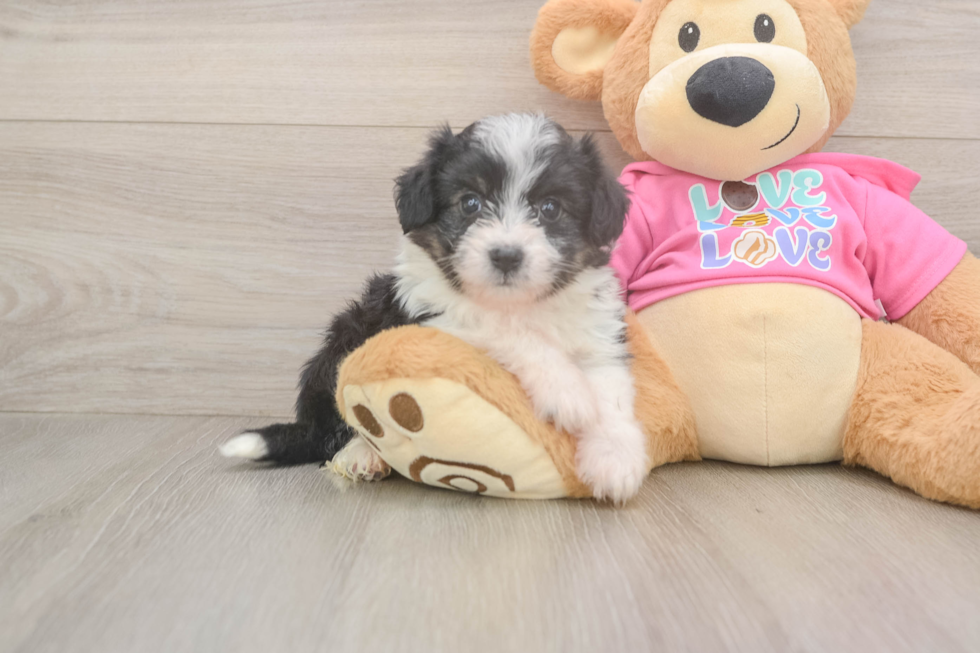 Aussiechon Pup Being Cute
