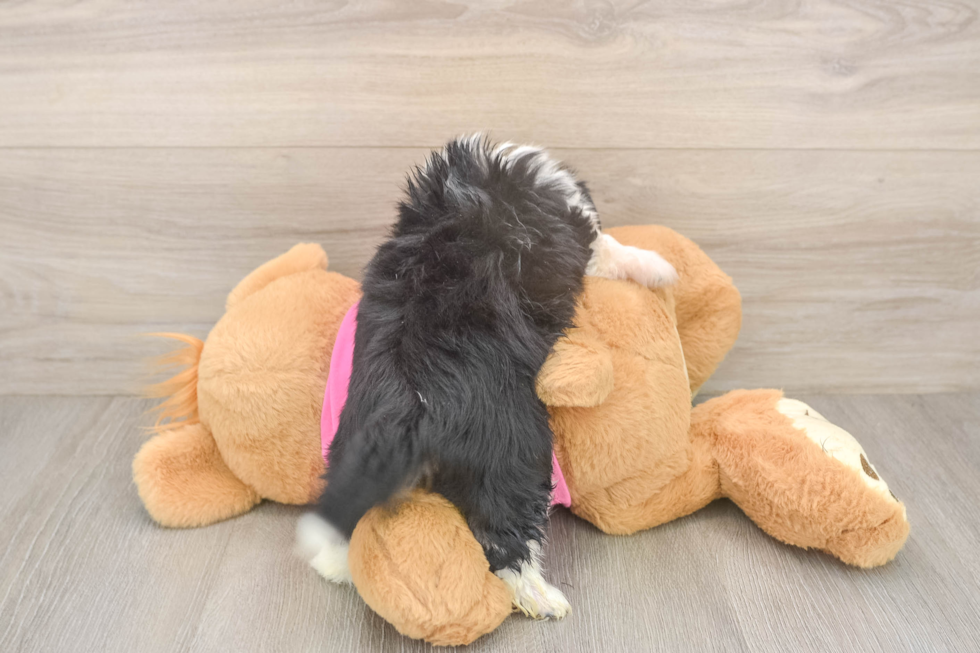 Aussiechon Puppy for Adoption