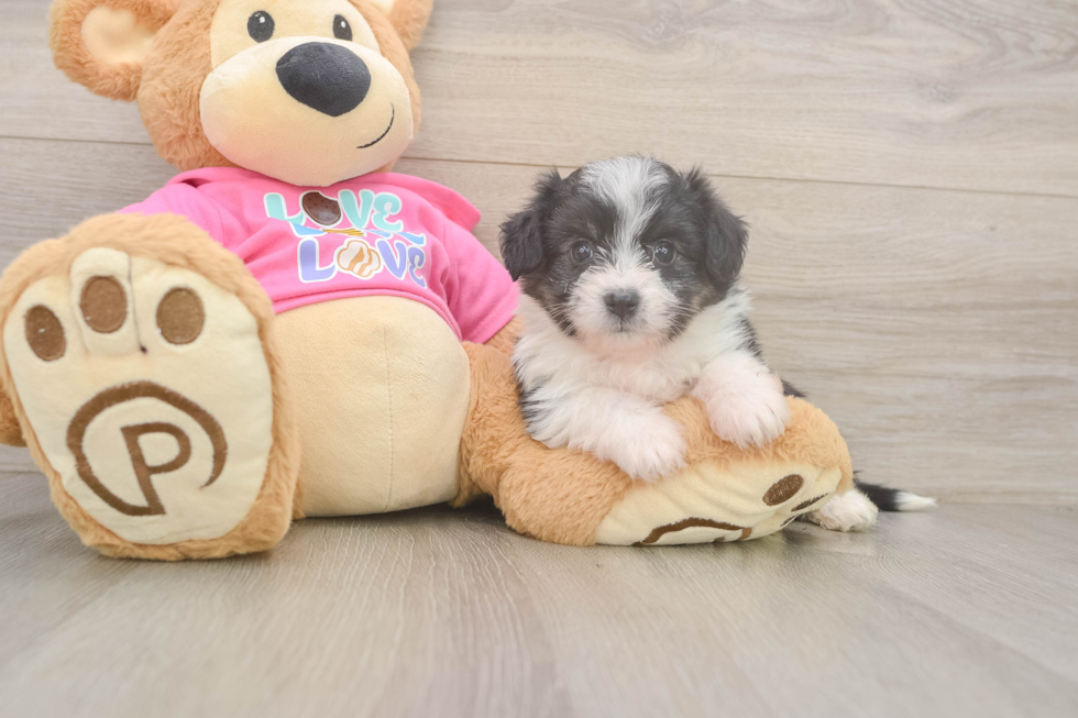 Best Aussiechon Baby