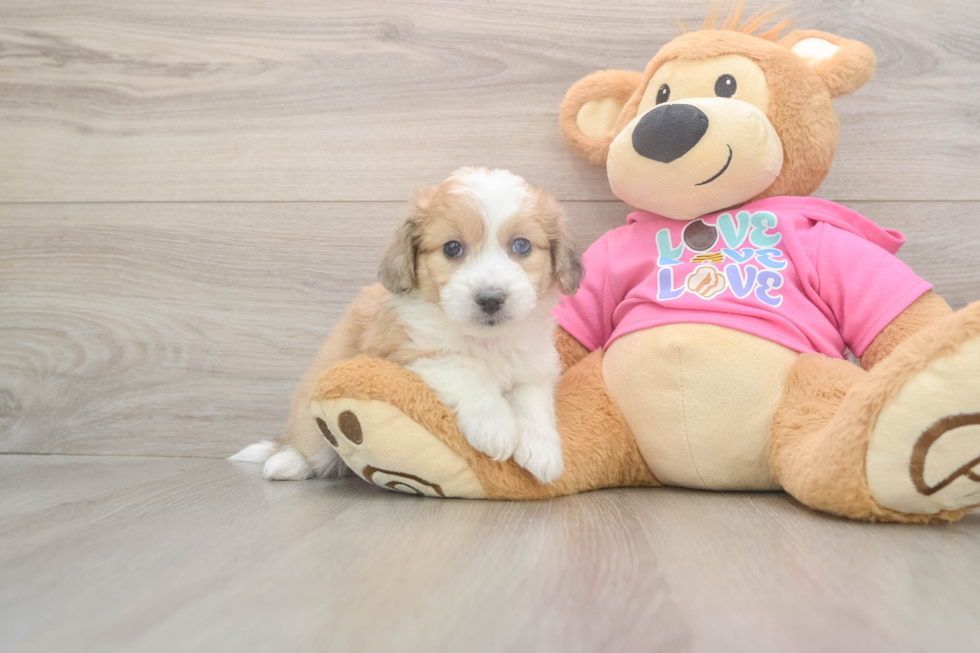 Playful Aussie Bichon Designer Puppy