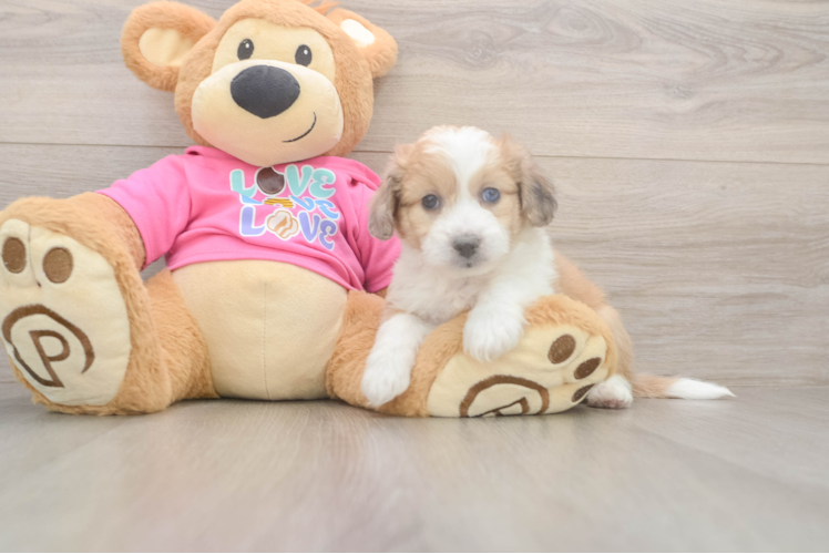 Aussiechon Pup Being Cute