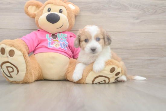 Aussiechon Pup Being Cute