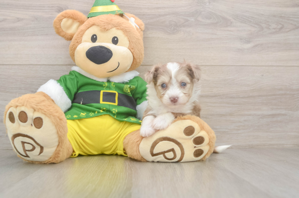 5 week old Aussiechon Puppy For Sale - Premier Pups