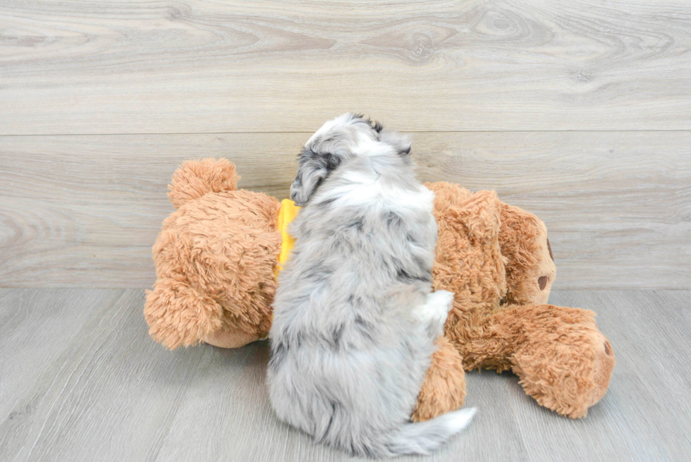 Aussiechon Puppy for Adoption