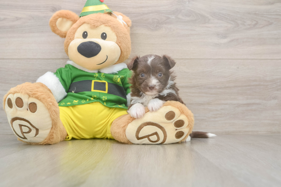 Aussiechon Pup Being Cute