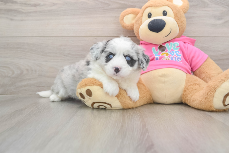 Aussiechon Pup Being Cute