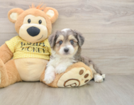 6 week old Aussiechon Puppy For Sale - Premier Pups