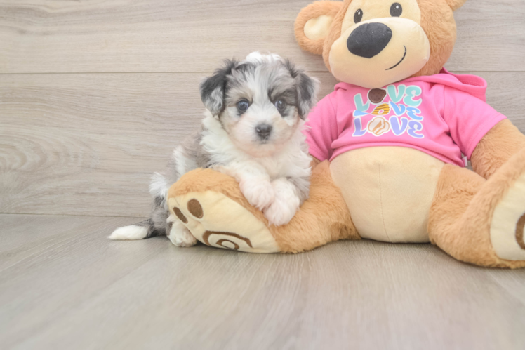 Cute Aussiechon Baby