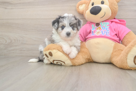 Cute Aussiechon Baby