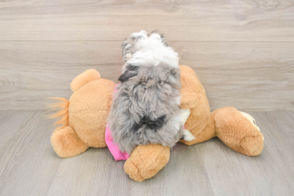 Playful Aussie Bichon Designer Puppy