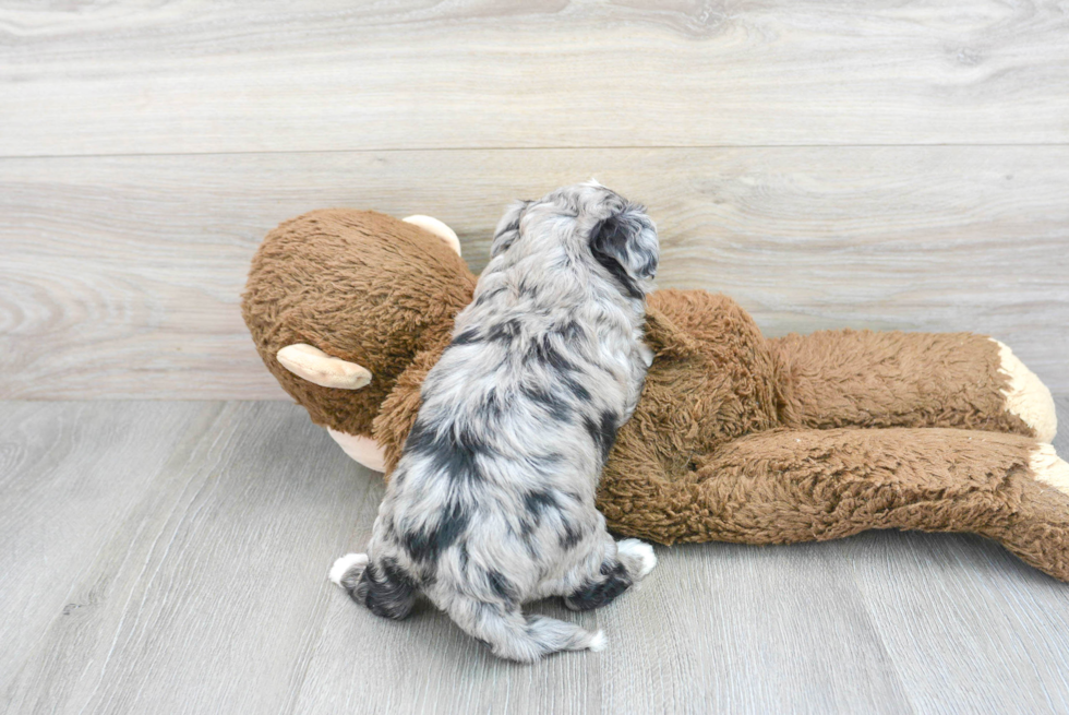 Funny Aussiechon Designer Pup