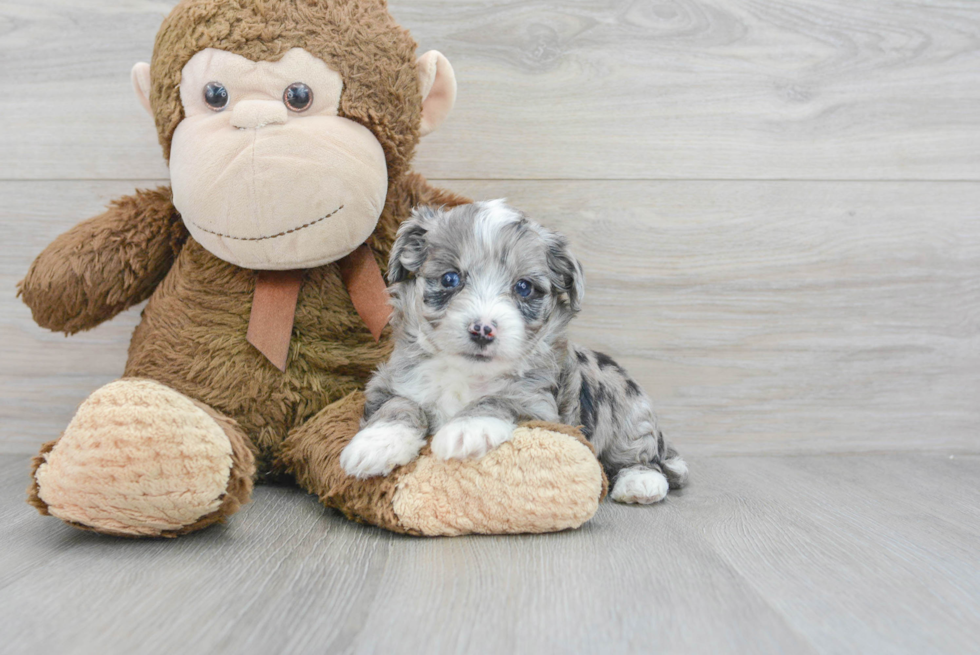 Best Aussiechon Baby