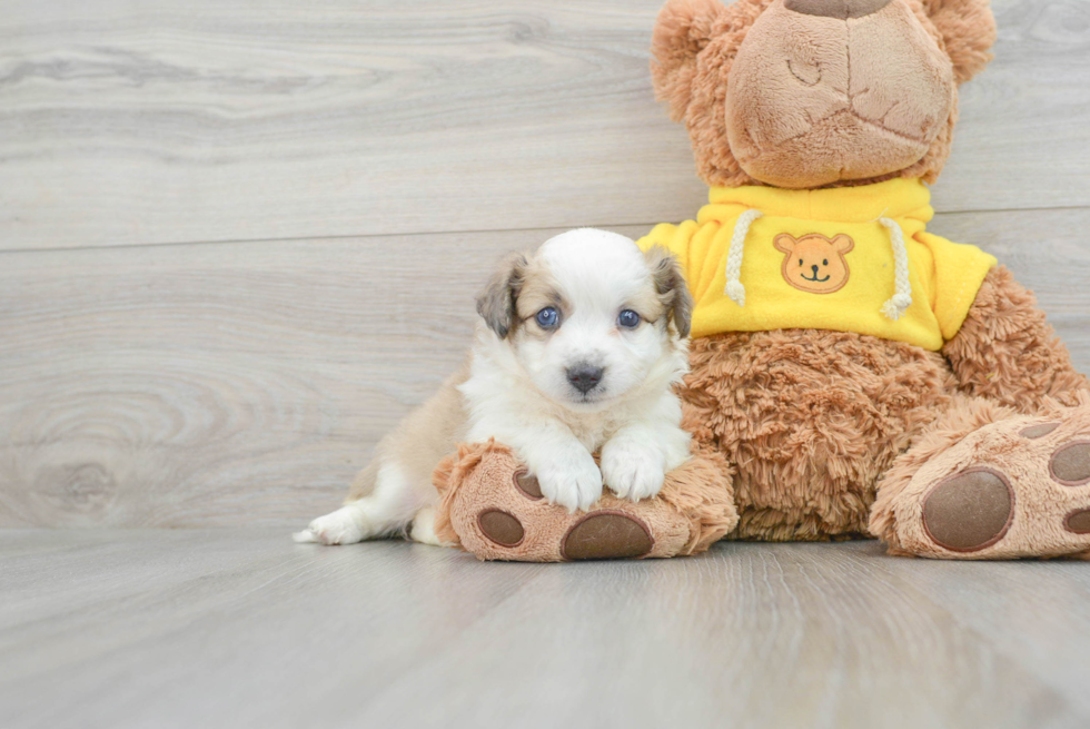 Aussiechon Pup Being Cute