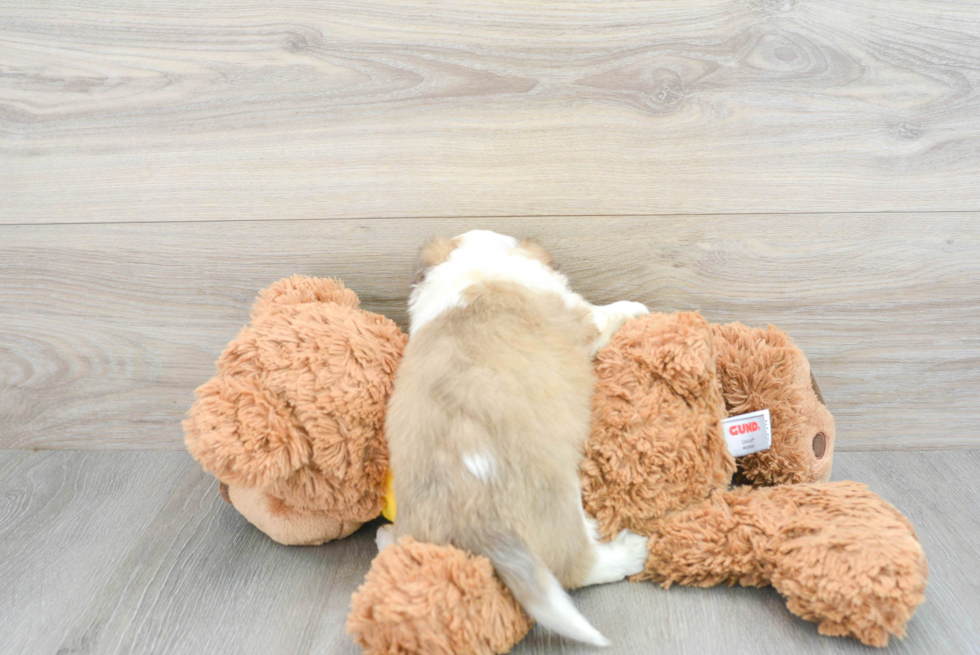 Adorable Australian Designer Puppy