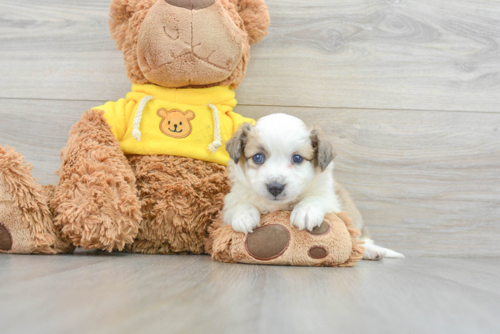 Cute Aussiechon Baby