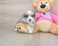 7 week old Aussiechon Puppy For Sale - Premier Pups
