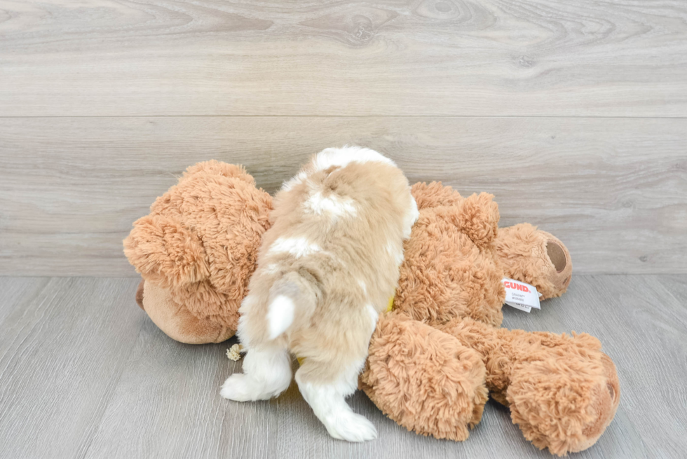 Smart Aussiechon Designer Pup