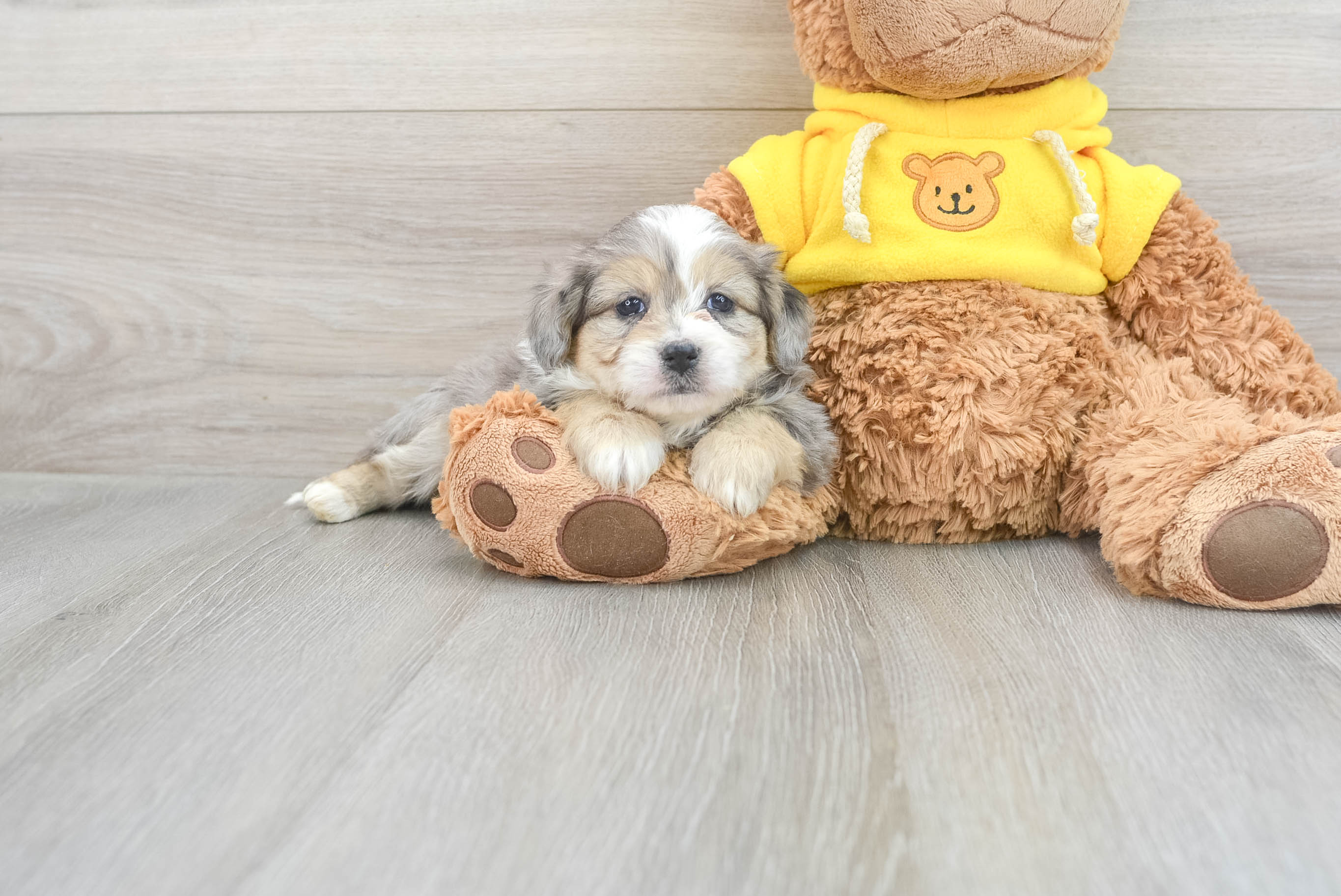 Smart Aussiechon Designer Pup