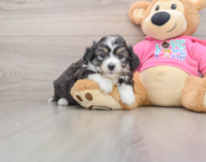 7 week old Aussiechon Puppy For Sale - Premier Pups