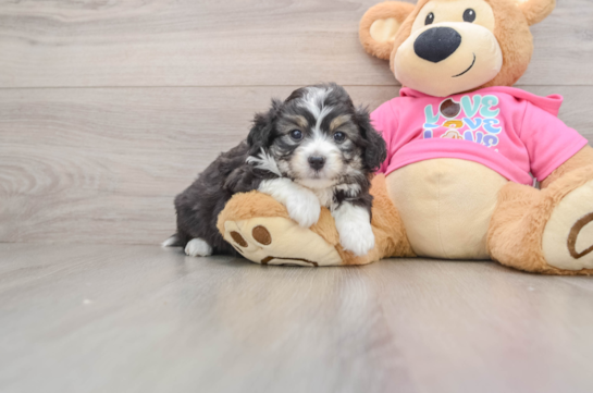 Funny Aussiechon Designer Pup