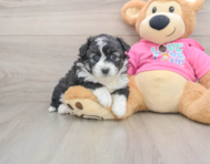 7 week old Aussiechon Puppy For Sale - Premier Pups
