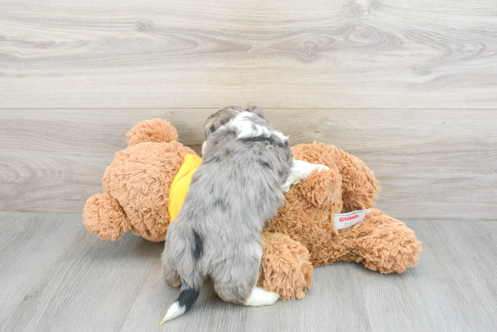 Aussiechon Puppy for Adoption