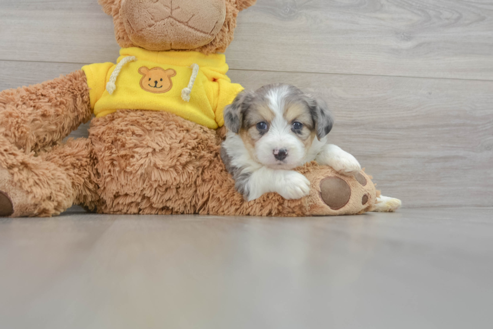 Aussiechon Pup Being Cute
