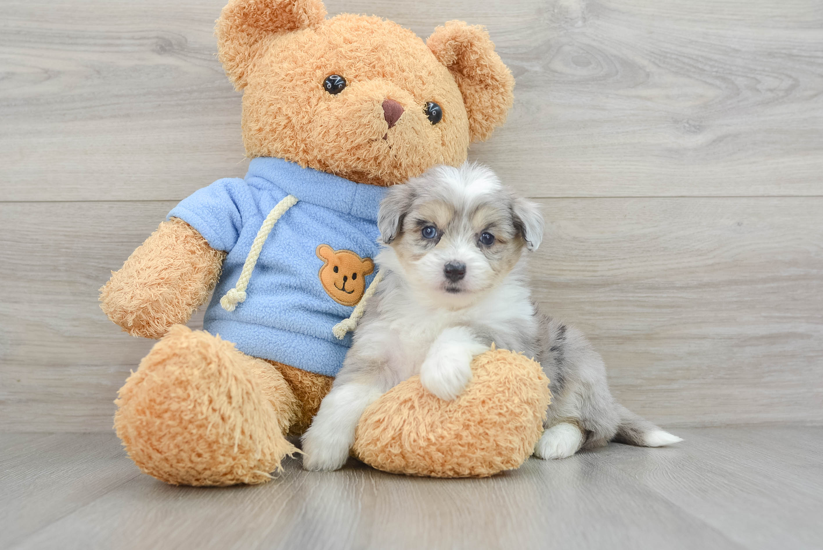 Aussiechon Puppy for Adoption
