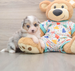 5 week old Aussiechon Puppy For Sale - Premier Pups