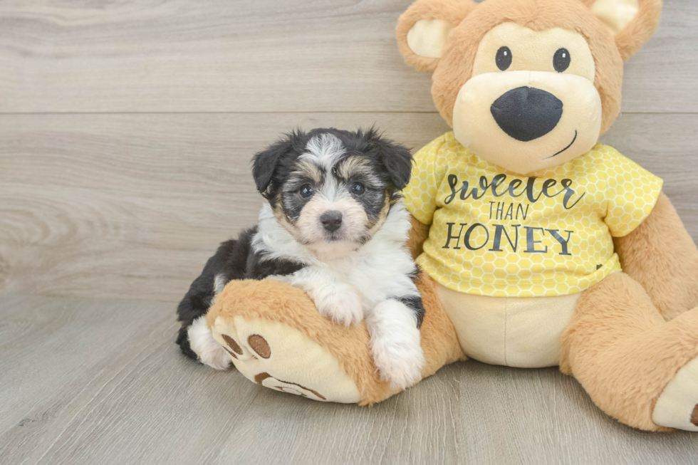 Adorable Aussie Bichon Designer Puppy