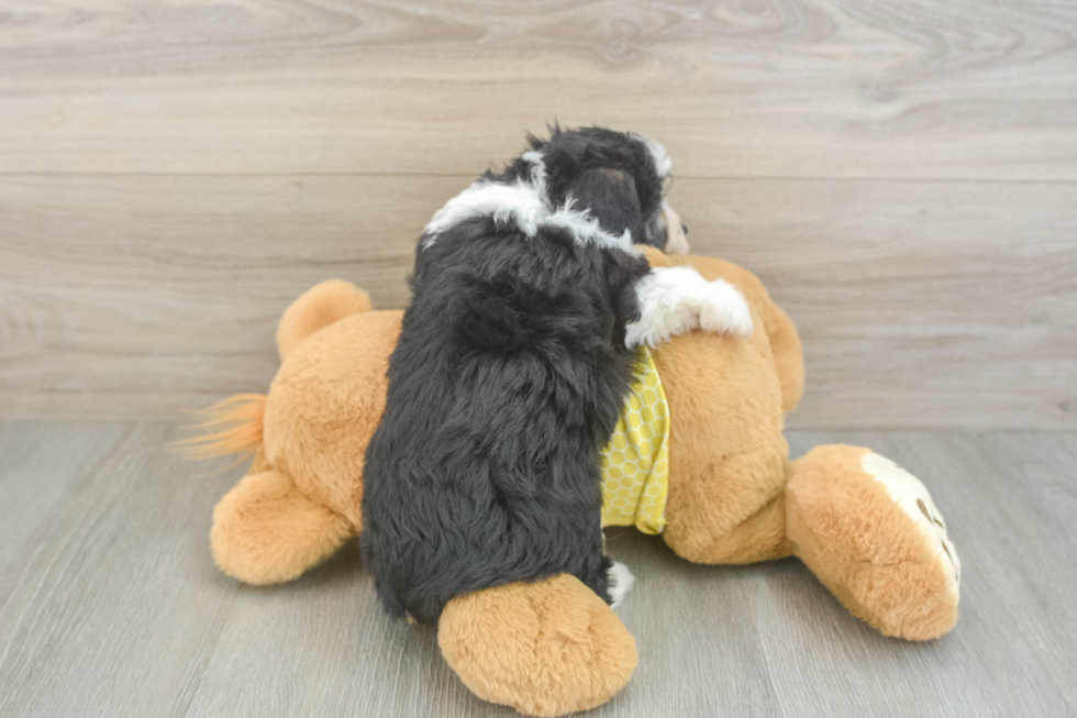 Aussiechon Puppy for Adoption